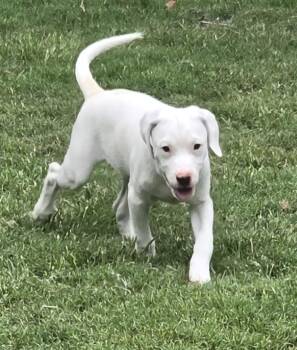 Tux -  Labrador Retriever and Mixed Breed Dog for Adoption in Medfield, Massachusetts - Tux | PetCurious