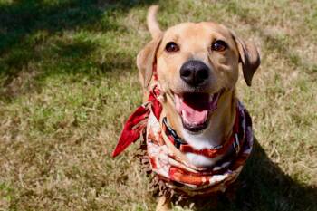 Archie -  Dachshund Dog for Adoption in Houston, Texas - Archie | PetCurious