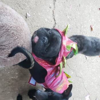 Rescue French Bulldog Dogs for Adoption in Murphys, California - Thor | PetCurious