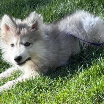 Siberian Husky Dogs Available for Adoption in Blaine, Minnesota - Aero | PetCurious