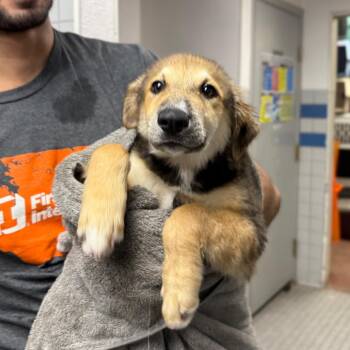 Monica -  Mixed Breed Dog for Adoption in Spokane, Washington - Monica | PetCurious