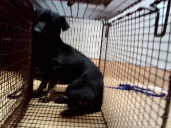 BOWSER -  Terrier and Mixed Breed Dog for Adoption in Martinez, California - BOWSER | PetCurious