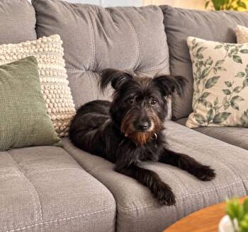 Penelope -  Wirehaired Terrier Dog for Adoption in Walker, Louisiana - Penelope | PetCurious