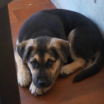 Brody -  German Shepherd Dog Dog for Adoption in Tucson, Arizona - Brody | PetCurious