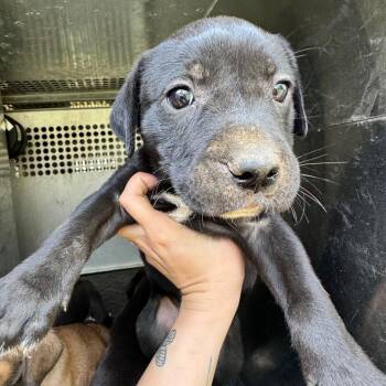 Pit Bull Terrier Dogs Available for Adoption - Alpine | PetCurious