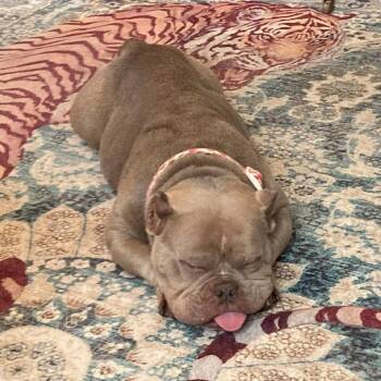Molly -  French Bulldog Dog for Adoption in Hillsborough, North Carolina - Molly | PetCurious