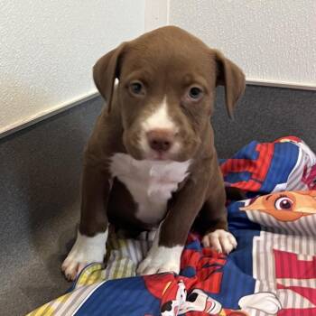 Reek -  Mixed Breed Dog for Adoption in Loxahatchee Groves, Florida - Reek | PetCurious