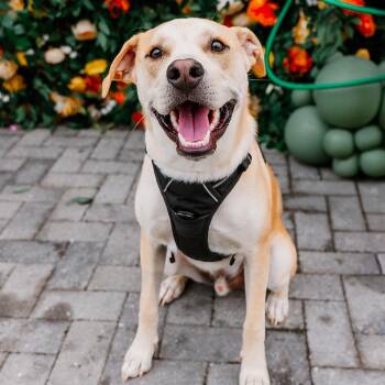 Husky and Mixed Breed Dogs Available for Adoption in Rock Hill, South Carolina - Cruz | PetCurious