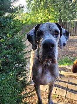 Doug -  Great Dane Dog for Adoption in Cleveland, Ohio - Doug | PetCurious