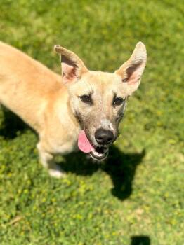 Husky and Cattle Dog Dogs Available for Adoption in Springfield, Tennessee - Regina | PetCurious