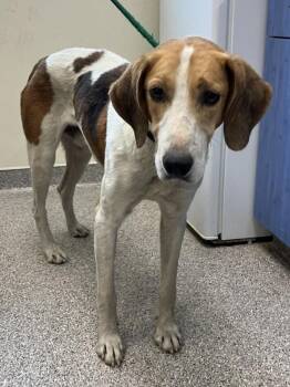 Chuck Norris -  Hound Dog for Adoption in Disputanta, Virginia - Chuck Norris | PetCurious