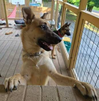 German Shepherd Dog Dogs Available for Adoption in Greeneville, Tennessee - Tanner | PetCurious