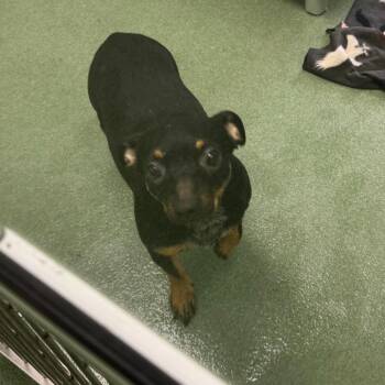 Jack Russell Terrier and Chihuahua Dogs Available for Adoption in West Palm Beach, Florida - Thabrina | PetCurious