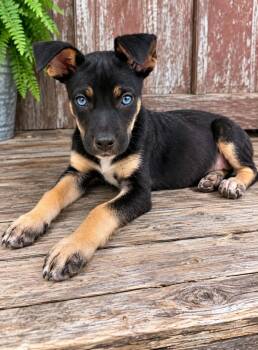 Sabrina -  Shepherd Dog for Adoption - Sabrina | PetCurious