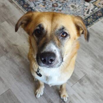 Rescue Mixed Breed Dogs for Adoption in Savannah, Georgia - Pumpkin Princess | PetCurious