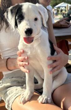 Alfalfa -  Mixed Breed Dog for Adoption in Columbus, Ohio - Alfalfa | PetCurious