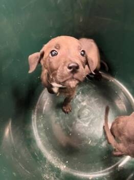 Cookie Monster -  Terrier and Mixed Breed Dog for Adoption in Gastonia, North Carolina - Cookie Monster | PetCurious