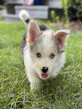 Snow -  Husky Dog for Adoption in Leicester, Massachusetts - Snow | PetCurious