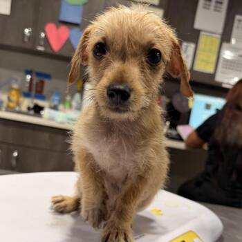 Dax -  Chihuahua and Mixed Breed Dog for Adoption in Tampa, Florida - Dax | PetCurious