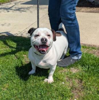 Beagle and American Bulldog Dogs Available for Adoption in Westland, Michigan - Lady | PetCurious