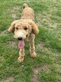 Standard Poodle Dogs Available for Adoption - Paul Poodle | PetCurious