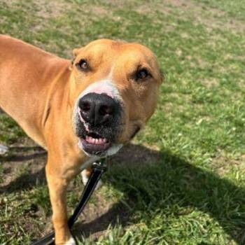 Hermes -  Mixed Breed Dog for Adoption in Cheyenne, Wyoming - Hermes | PetCurious