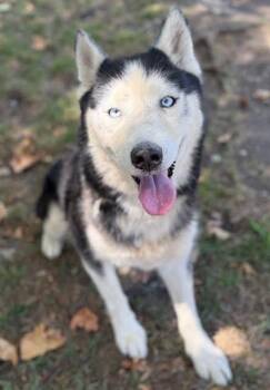 Rescue Siberian Husky Dogs for Adoption in Jefferson City, Missouri - Ember & Tiny Baby -FOSTER NEEDED | PetCurious
