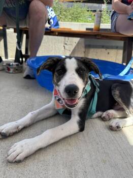 Otto -  Border Collie and German Shepherd Dog Dog for Adoption in Denver, Colorado - Otto | PetCurious