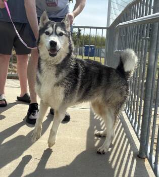 Misty -  Siberian Husky Dog for Adoption in Rocky Point, New York - Misty | PetCurious
