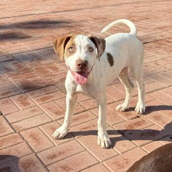 Rescue Labrador Retriever and Boxer Dogs for Adoption in Spring, Texas - Brutas | PetCurious