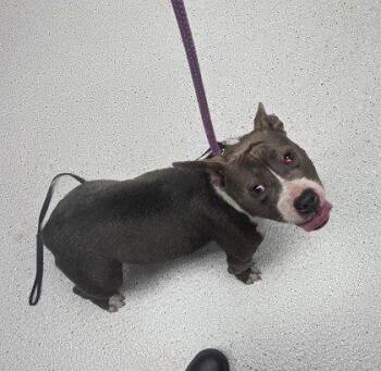 Pit Bull Terrier Dogs Available for Adoption in Oakland, California - Bubbles | PetCurious