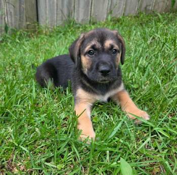 Murphy -  German Shepherd Dog and Labrador Retriever Dog for Adoption in Glocester, Rhode Island - Murphy | PetCurious