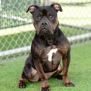 WHISKEY -  Pit Bull Terrier Dog for Adoption in Camarillo, California - WHISKEY | PetCurious