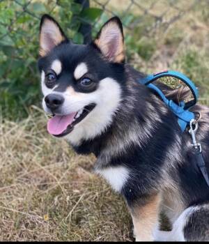 Starsky -  Pomsky Dog for Adoption in Toronto, Ontario - Starsky | PetCurious
