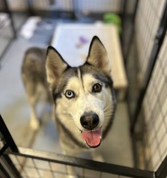 Mira -  Husky Dog for Adoption in Los Angeles, California - Mira | PetCurious