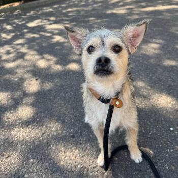 Bixby -  Terrier and Mixed Breed Dog for Adoption in Newberg, Oregon - Bixby | PetCurious