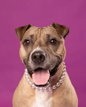 Rescue Pit Bull Terrier and Mixed Breed Dogs for Adoption in Fishers, Indiana - Piper (in Foster) | PetCurious