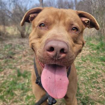 Rescue Pit Bull Terrier Dogs for Adoption in York, Pennsylvania - Toffee | PetCurious