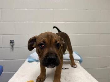 Pit Bull Terrier Dogs Available for Adoption - FINCH | PetCurious