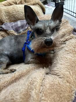 Rescue Miniature Schnauzer Dogs for Adoption in Homer Glen, Illinois - Levi | PetCurious