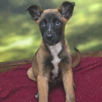 Shepherd and Mixed Breed Dogs Available for Adoption - Dylan | PetCurious