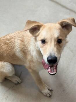 WAFFLES -  Retriever Dog for Adoption in Broomfield, Colorado - WAFFLES | PetCurious