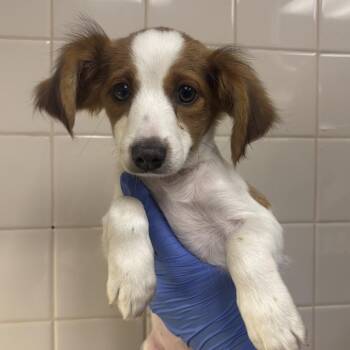 Twizzler -  Dachshund and Mixed Breed Dog for Adoption in Los Angeles, California - Twizzler | PetCurious