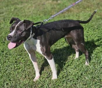 Rescue Mixed Breed Dogs for Adoption in West Chester, Pennsylvania - Cyndi Lapper Fka Dog 32 | PetCurious