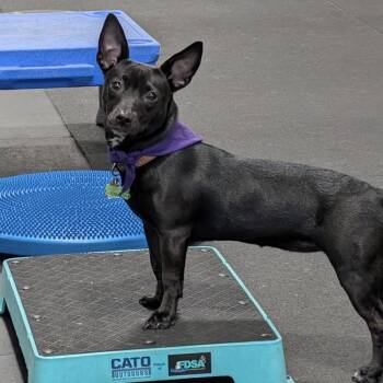 Rosemary - AVAILABLE -  Pit Bull Terrier and Chihuahua Dog for Adoption in Seattle, Washington - Rosemary - AVAILABLE | PetCurious