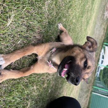 ARIN" -  Jindo and Akita Dog for Adoption in Springfield, Virginia - ARIN" | PetCurious