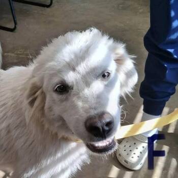 Peanuts -  Great Pyrenees Dog for Adoption in Williston, Vermont - Peanuts | PetCurious