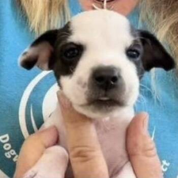 Willadene -  Rat Terrier and Chihuahua Dog for Adoption in Larkfield-wikiup, California - Willadene | PetCurious