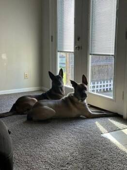 Belgian Shepherd Malinois Dogs Available for Adoption - Copper | PetCurious