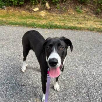 Chloe -  Great Dane and Mixed Breed Dog for Adoption in Christiansburg, Virginia - Chloe | PetCurious
